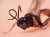 Mesoleptus sp.